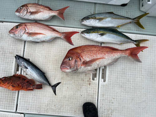 タイの釣果