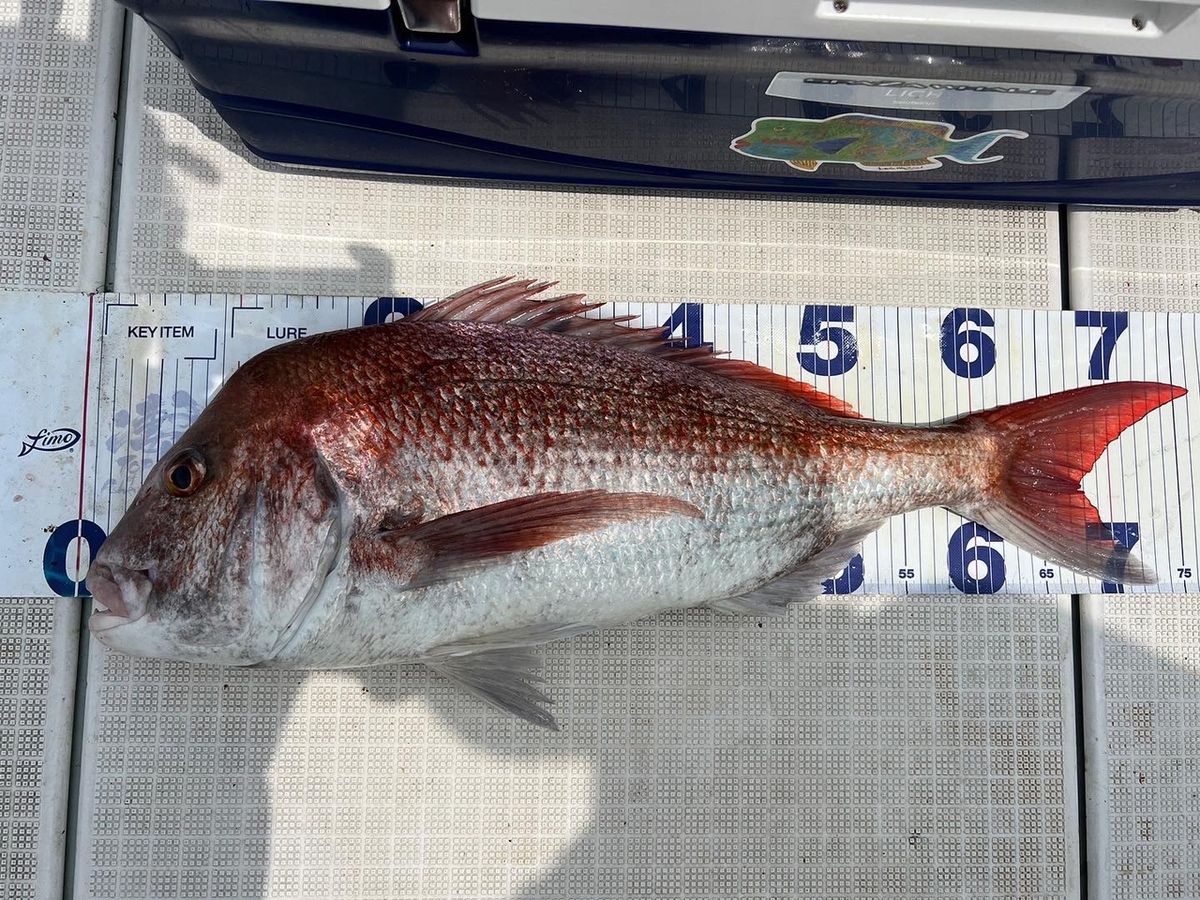 遊漁船たかくらさんの釣果 2枚目の画像