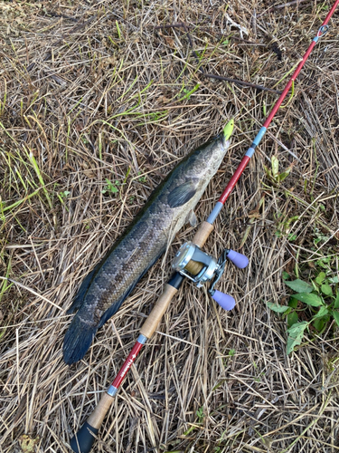 ライギョの釣果