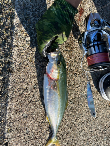 ワカシの釣果