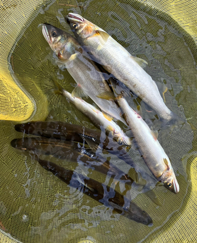 アユの釣果