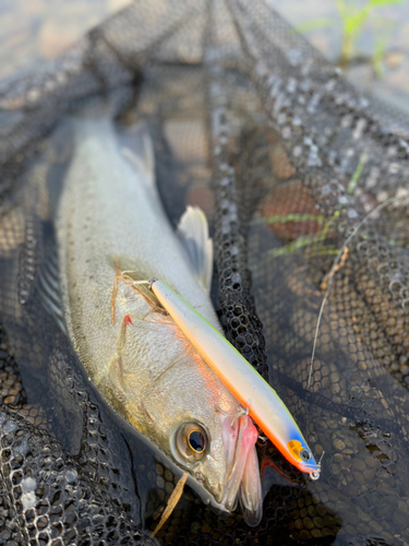 マルスズキの釣果