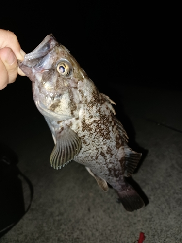 ソイの釣果