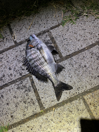 チヌの釣果