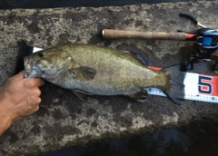 スモールマウスバスの釣果