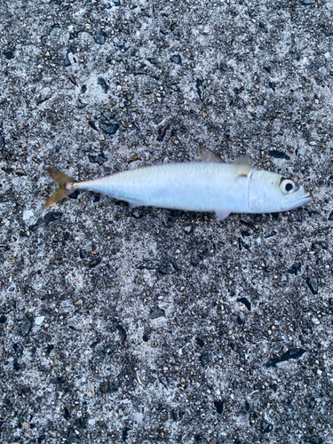 サバの釣果