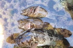 ムラソイの釣果