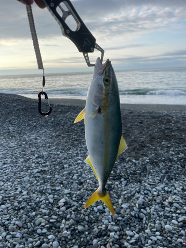 イナダの釣果