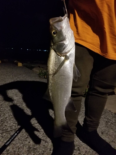 ヒラスズキの釣果