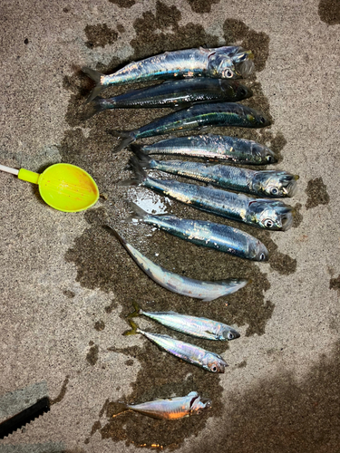 イワシの釣果