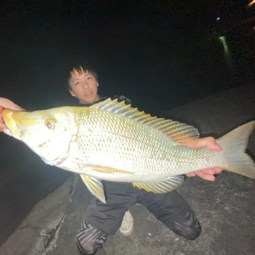 タマンの釣果