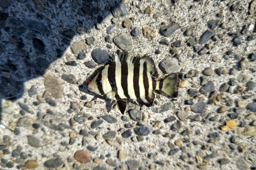 サンバソウの釣果