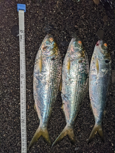 コノシロの釣果