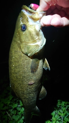 スモールマウスバスの釣果