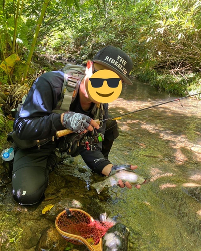 エゾイワナの釣果