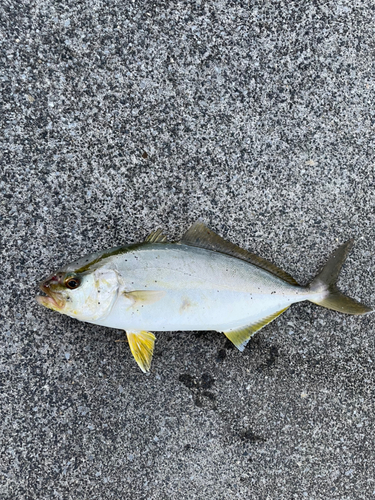 ショゴの釣果