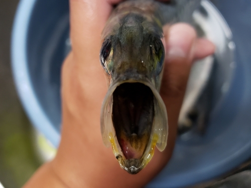 マイワシの釣果