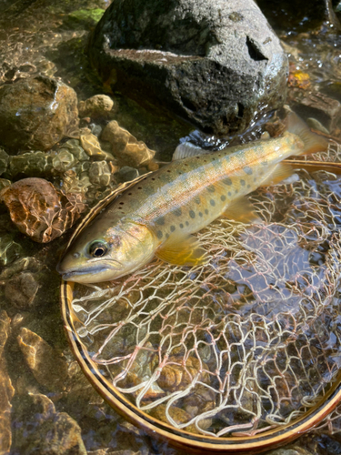 ヤマメの釣果