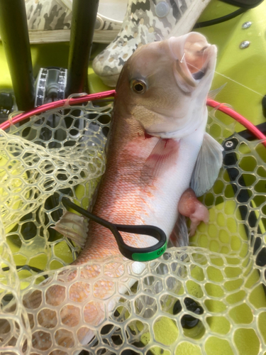 シロアマダイの釣果