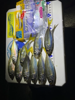 アジの釣果