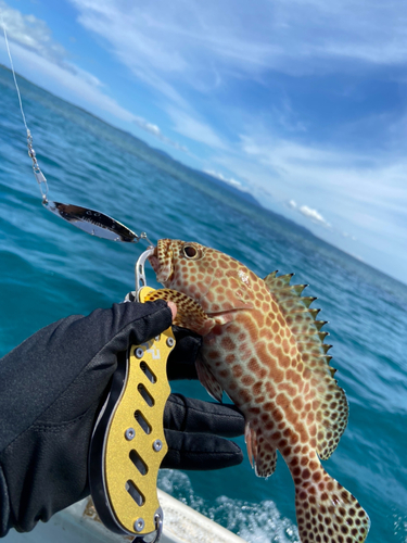 イシミーバイの釣果