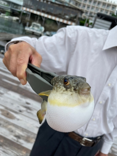 トラフグの釣果