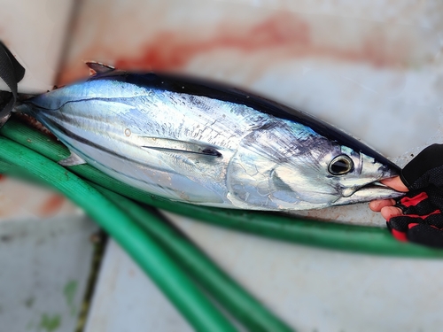 カツオの釣果