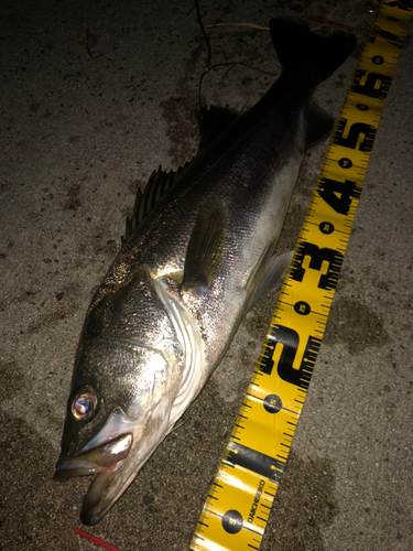 スズキの釣果