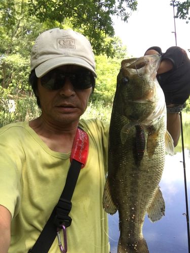 ブラックバスの釣果