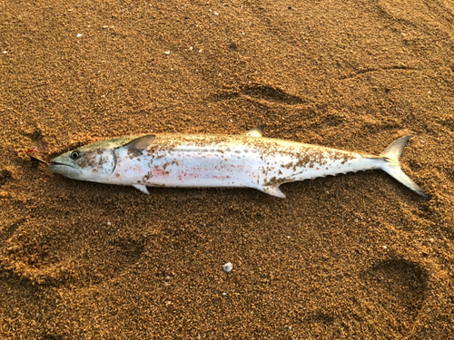 サワラの釣果