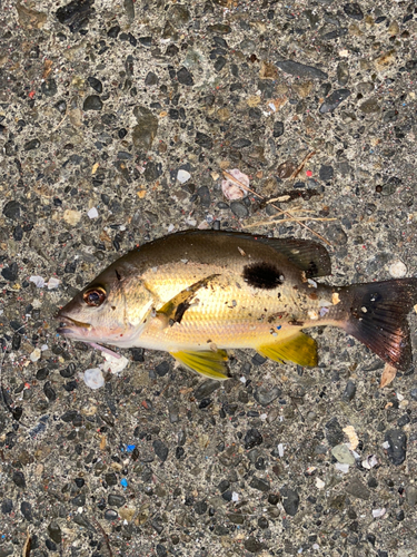 クロホシフエダイの釣果