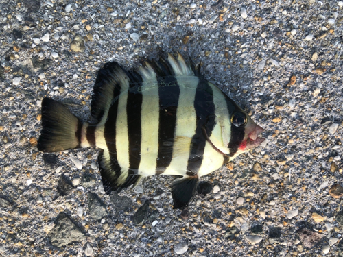 サンバソウの釣果