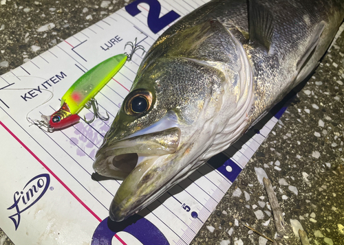 シーバスの釣果