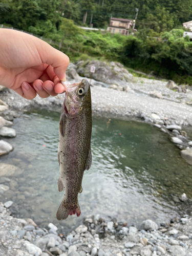 ニジマスの釣果