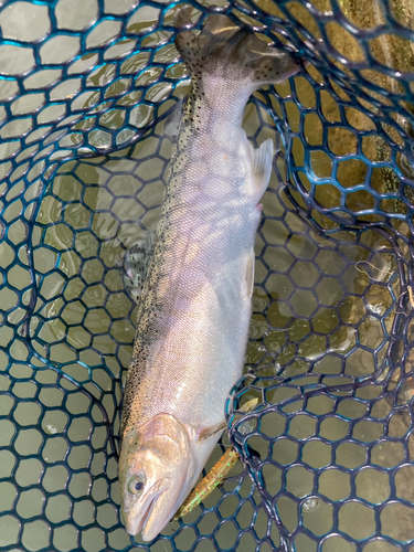 サクラマスの釣果