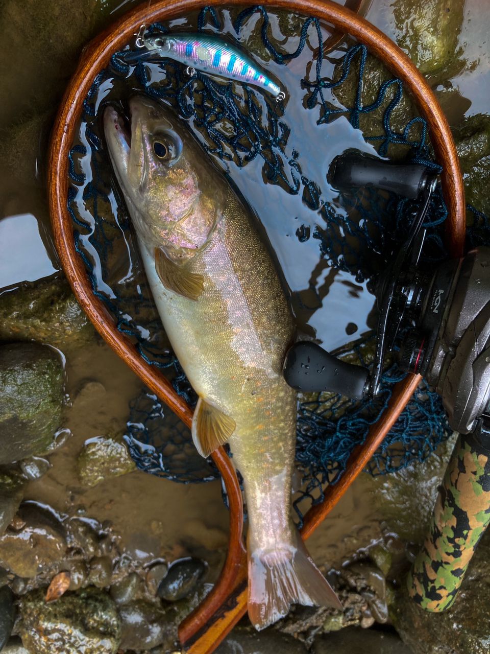 ニッコウイワナ