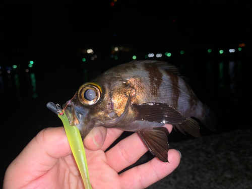 メバルの釣果