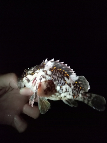 オウゴンムラソイの釣果