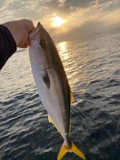 ワラサの釣果