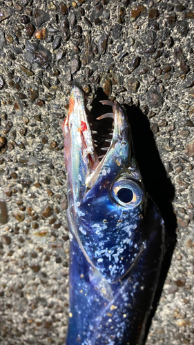 タチウオの釣果