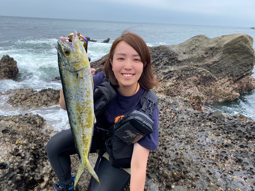 シイラの釣果