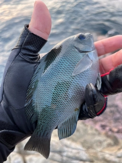 クチブトグレの釣果