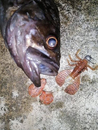 クロソイの釣果