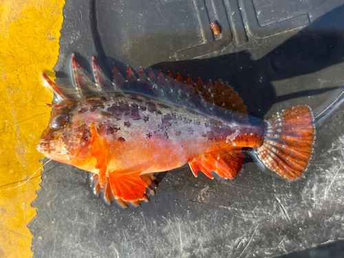 ハオコゼの釣果