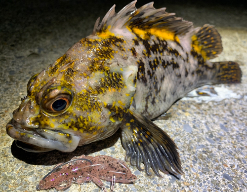 ハチガラの釣果