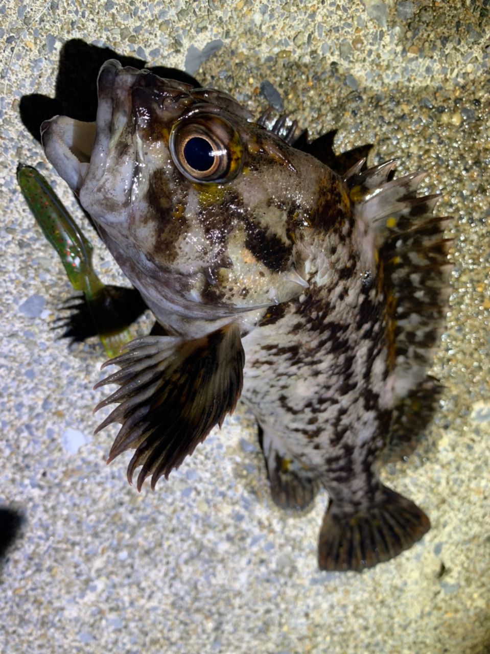 ハチガラ
