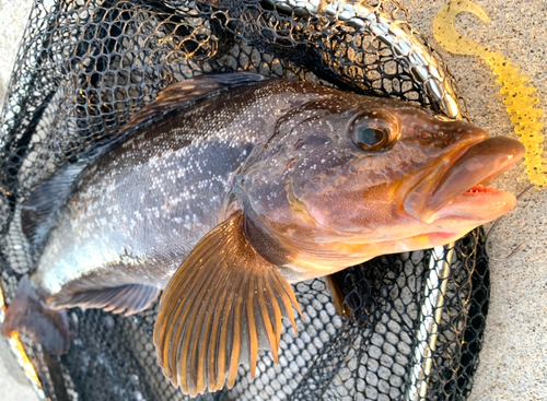 アイナメの釣果