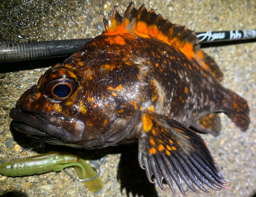 ハチガラの釣果