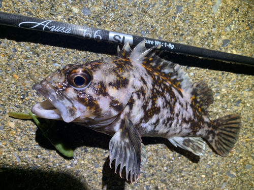 ハチガラの釣果