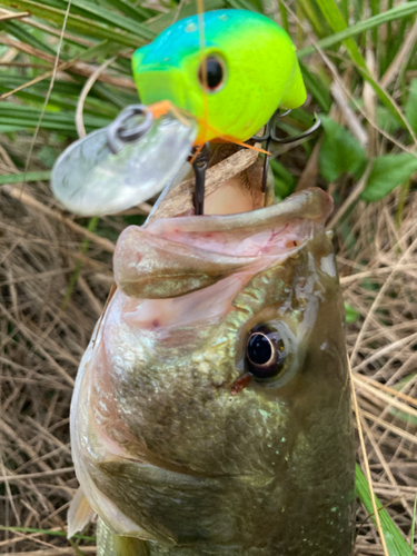 ラージマウスバスの釣果